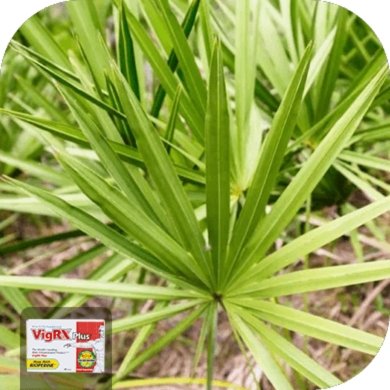 Saw Palmetto